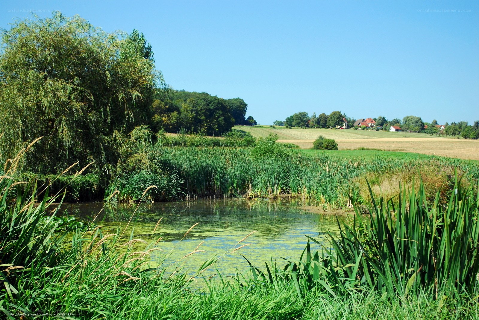 Rural pond with reeds and fields