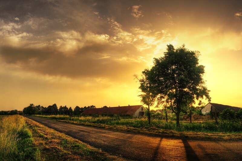 Rural Road at Sunset — Yellow, Dramatic, Photograph, Tree