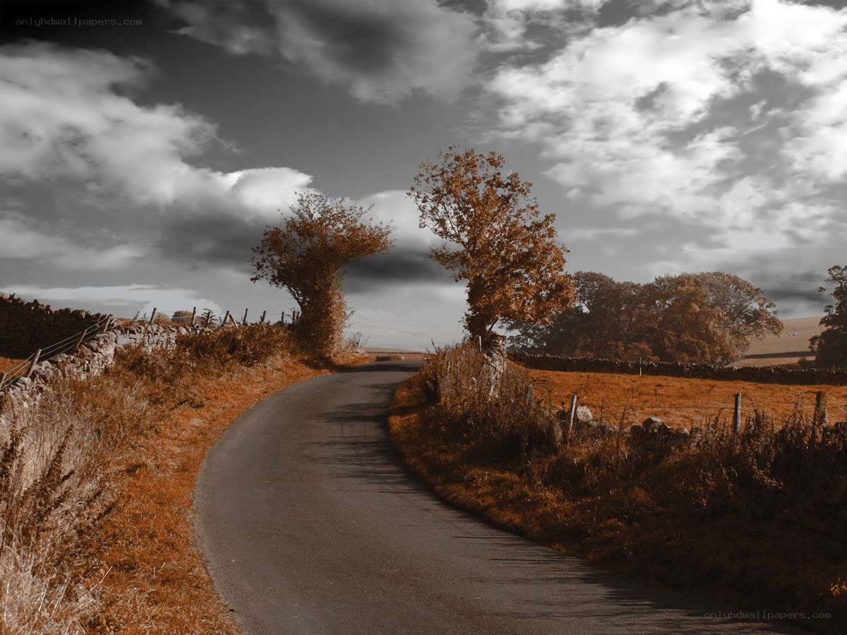 rural road with autumn trees