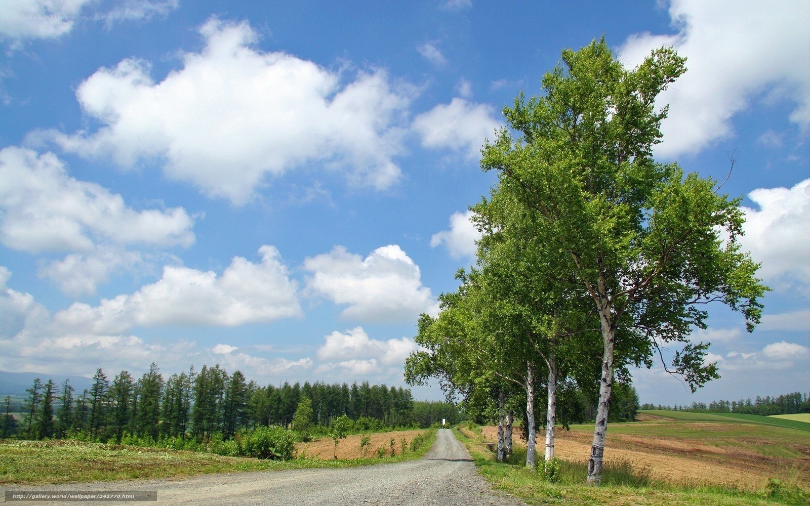 Rural road with birch trees