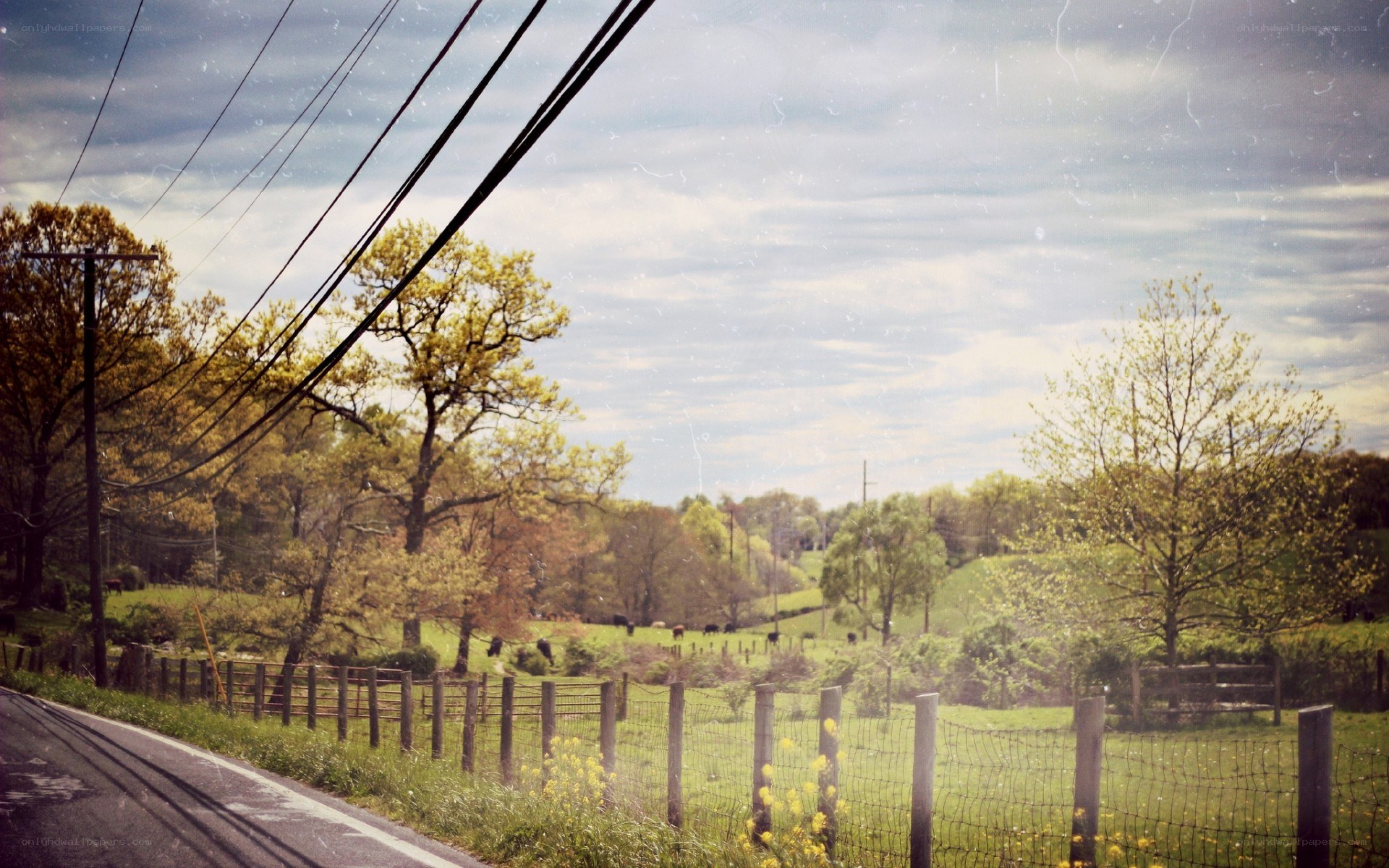 Rural road with cows and trees