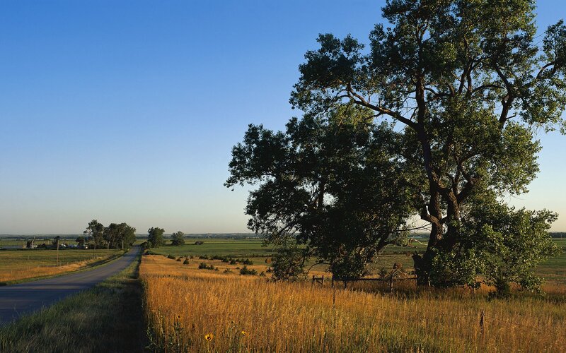 Rural road with large tree