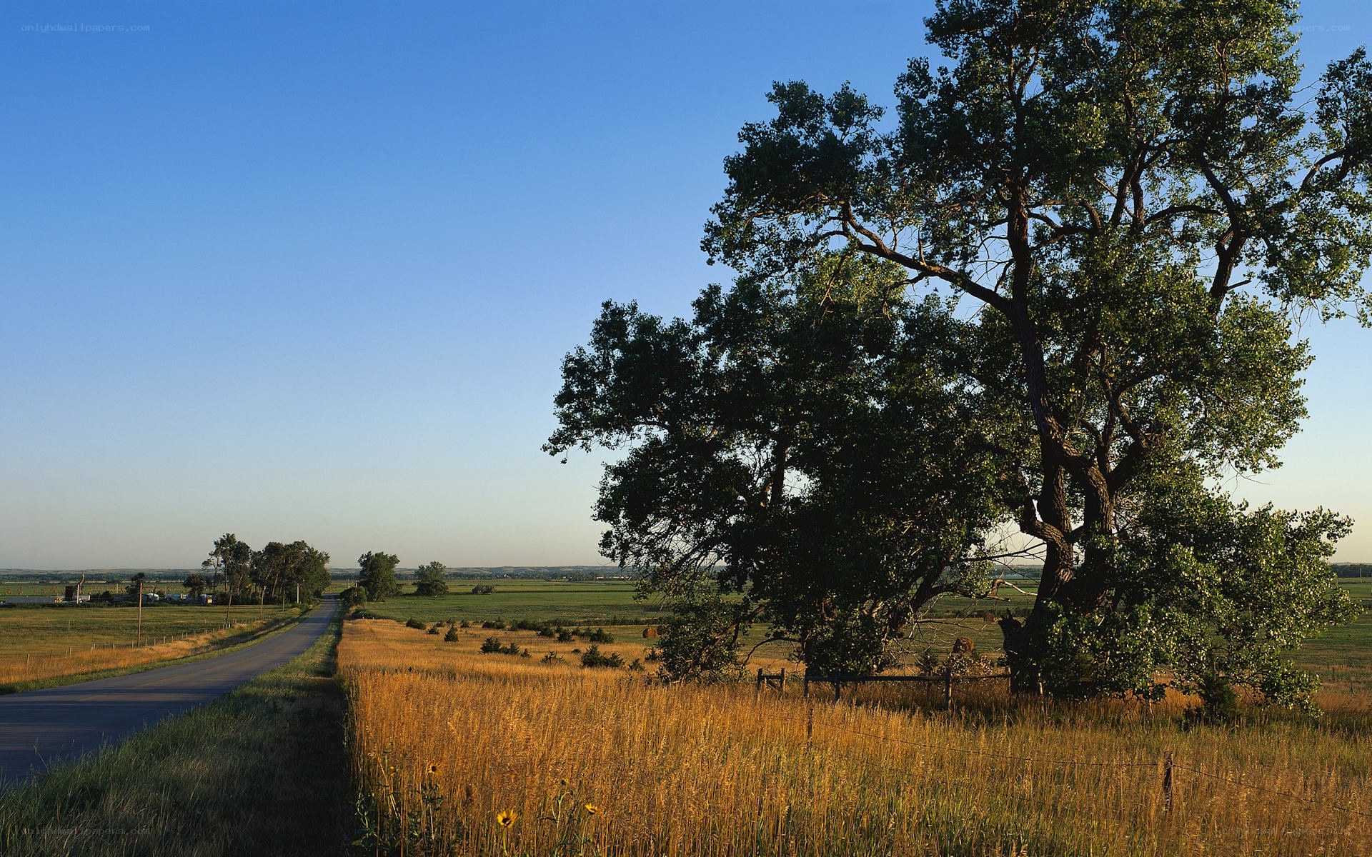 Rural road with large tree
