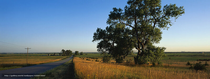 Rural road with large tree