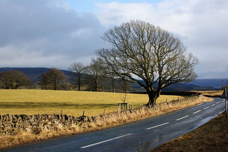 Rural road with leafless tree
