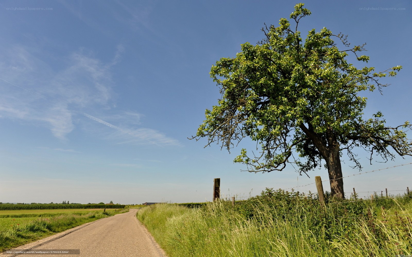 Rural road with solitary tree