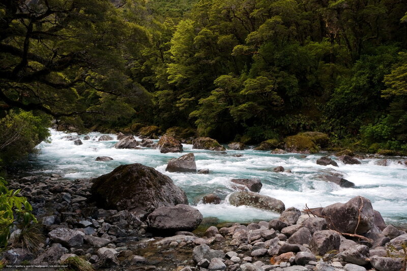Rushing river in forest