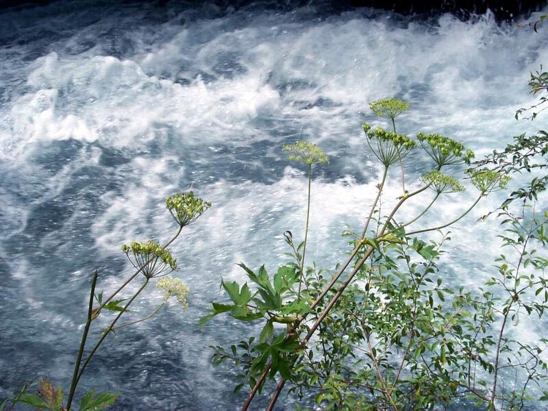 Rushing river with green plants