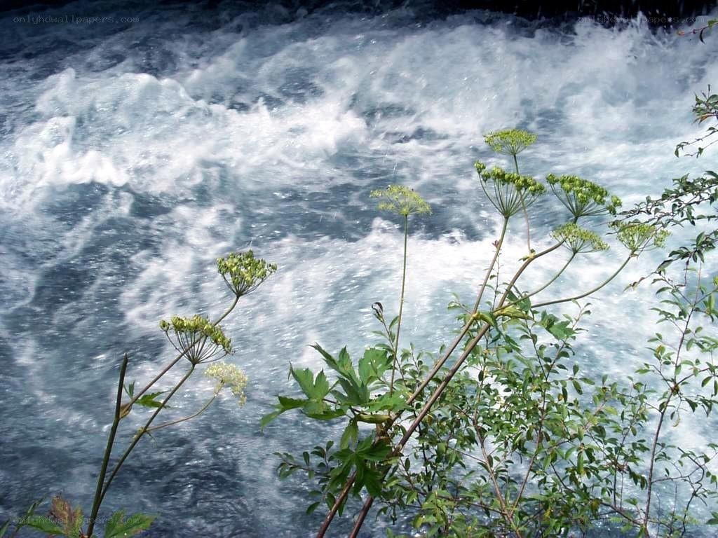 Rushing river with green plants