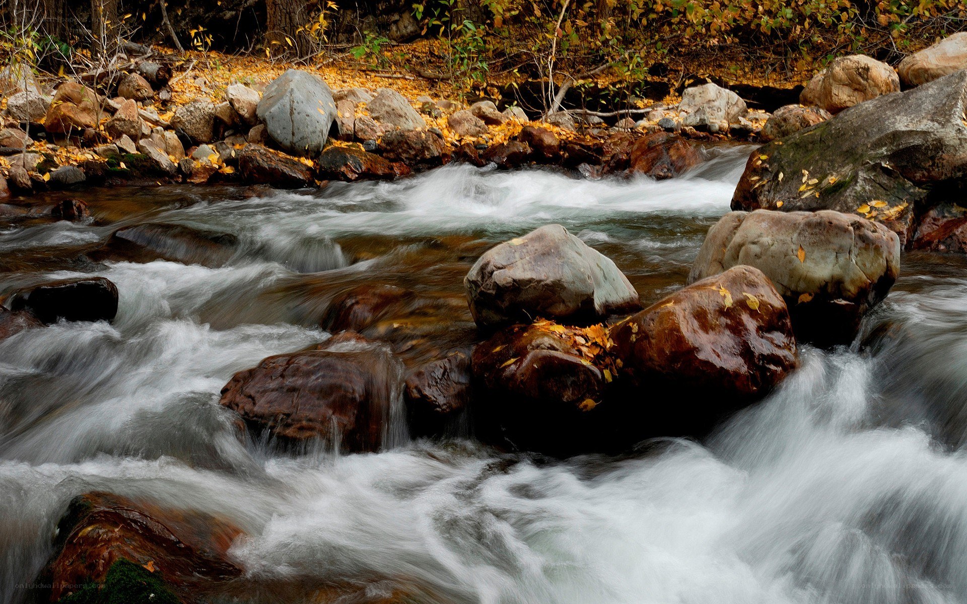 Rushing stream in autumn forest