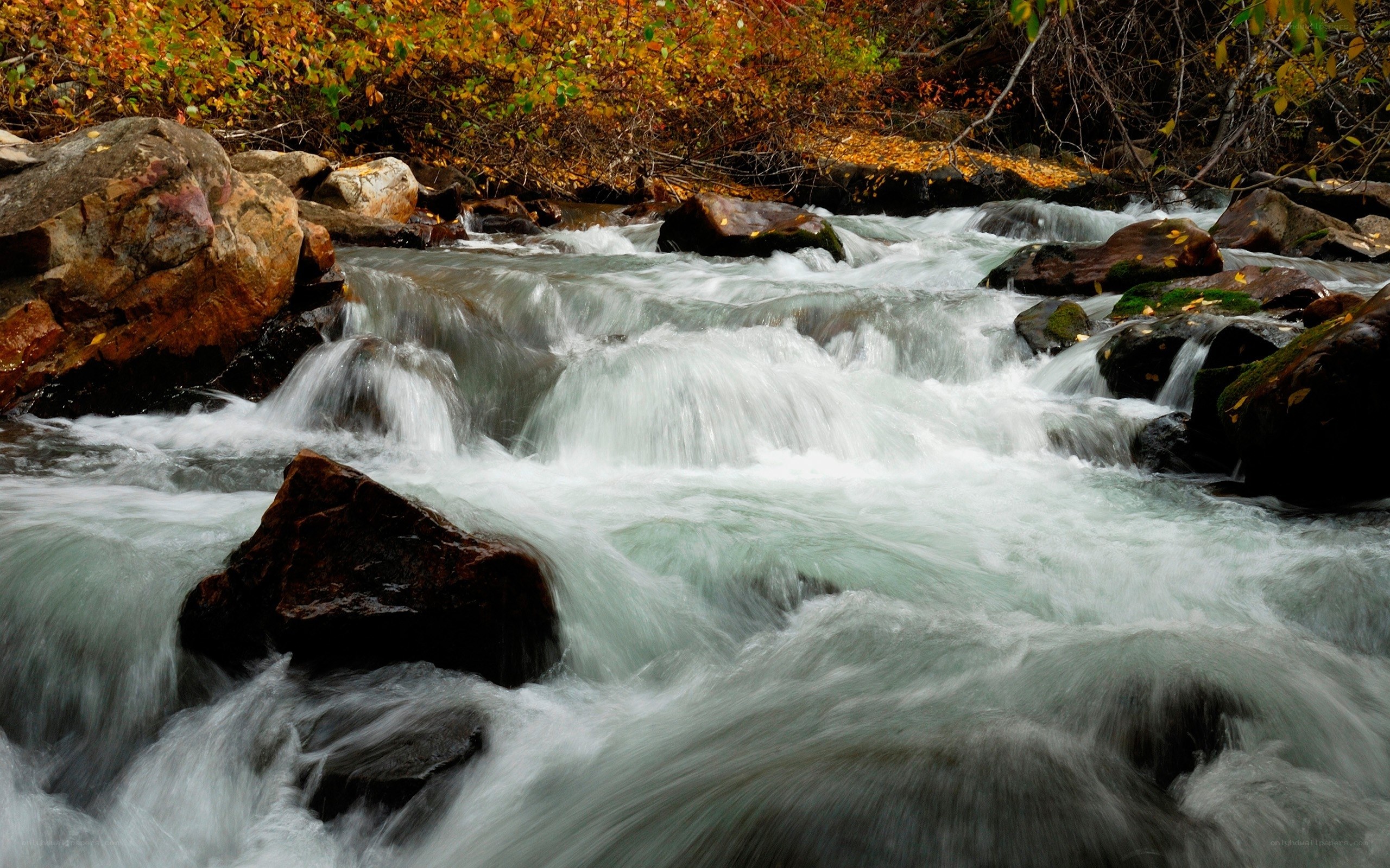 Rushing stream in autumn forest