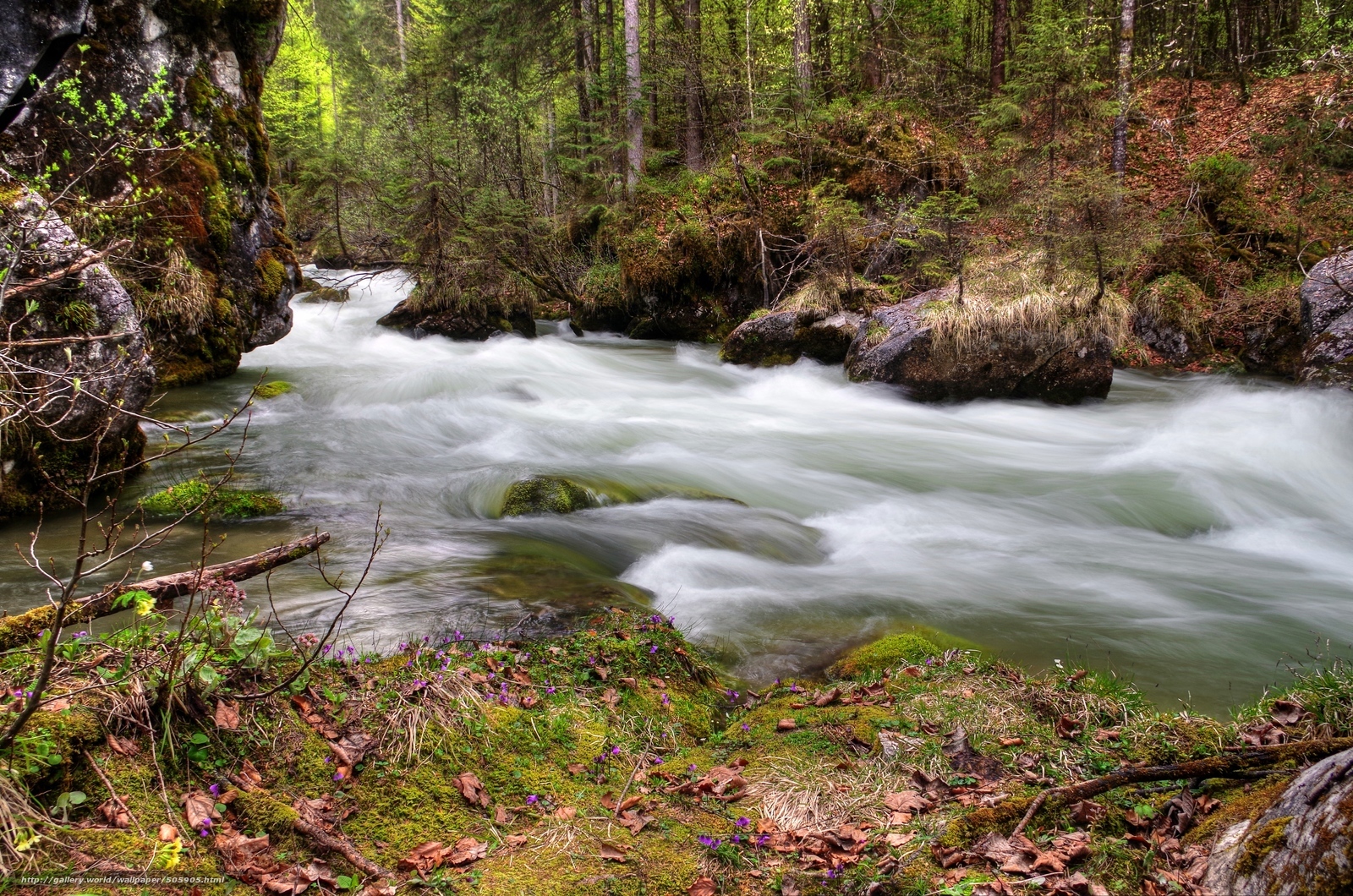 Rushing stream in forest canyon