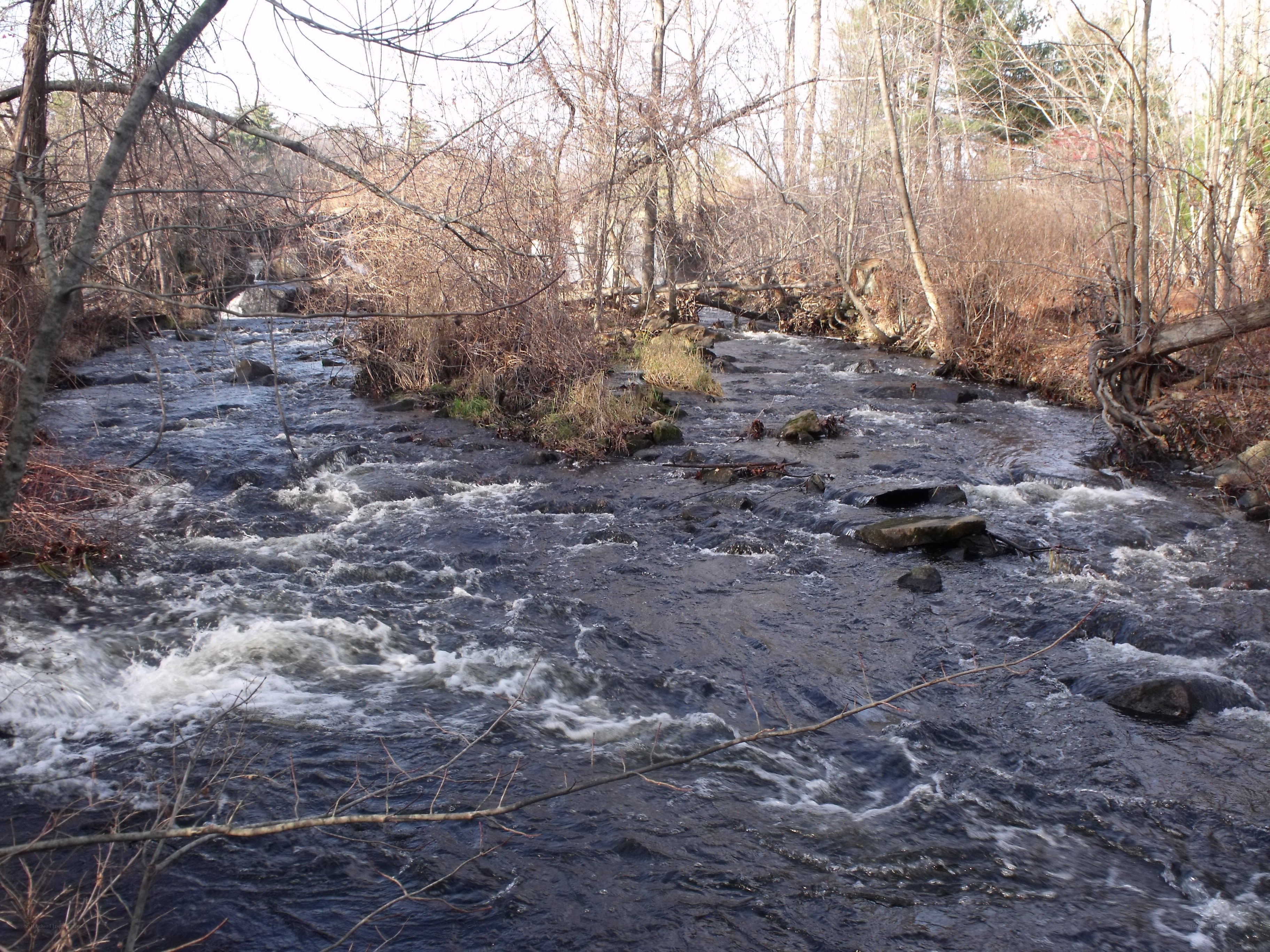 Rushing stream in winter forest