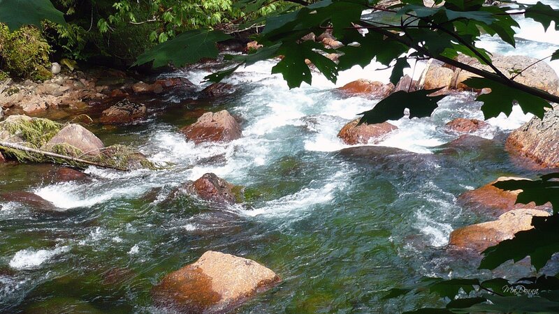 Rushing stream through forest