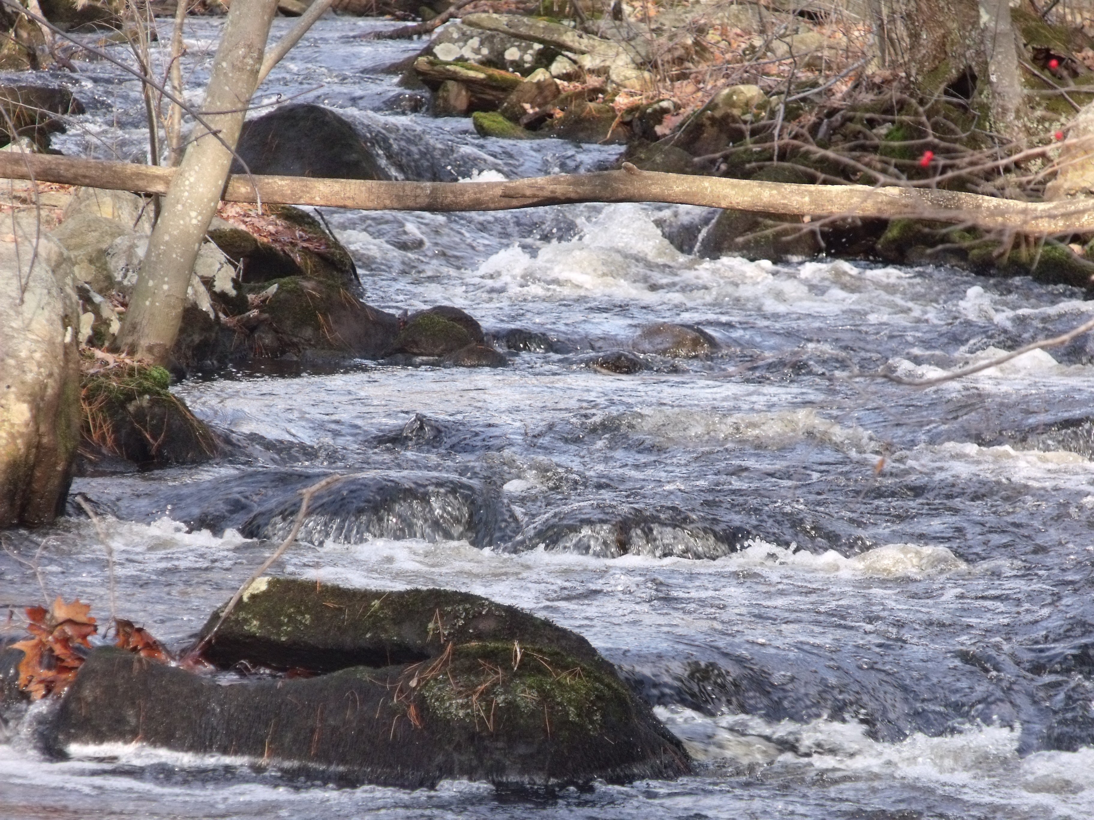 Rushing stream with rocks and fallen log