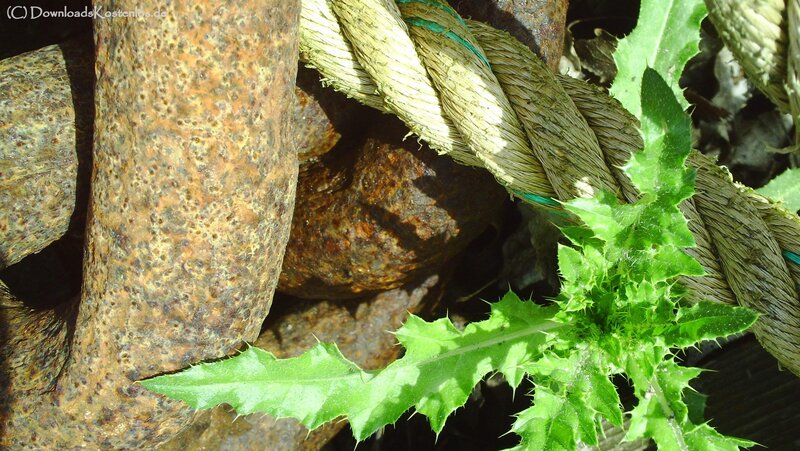 Rust and thistle in rope