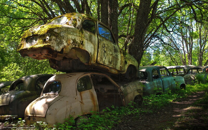 Rusted cars in forest graveyard