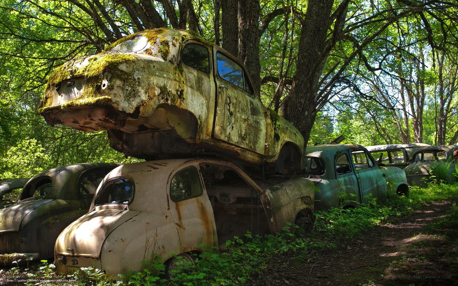 Rusted cars in forest graveyard