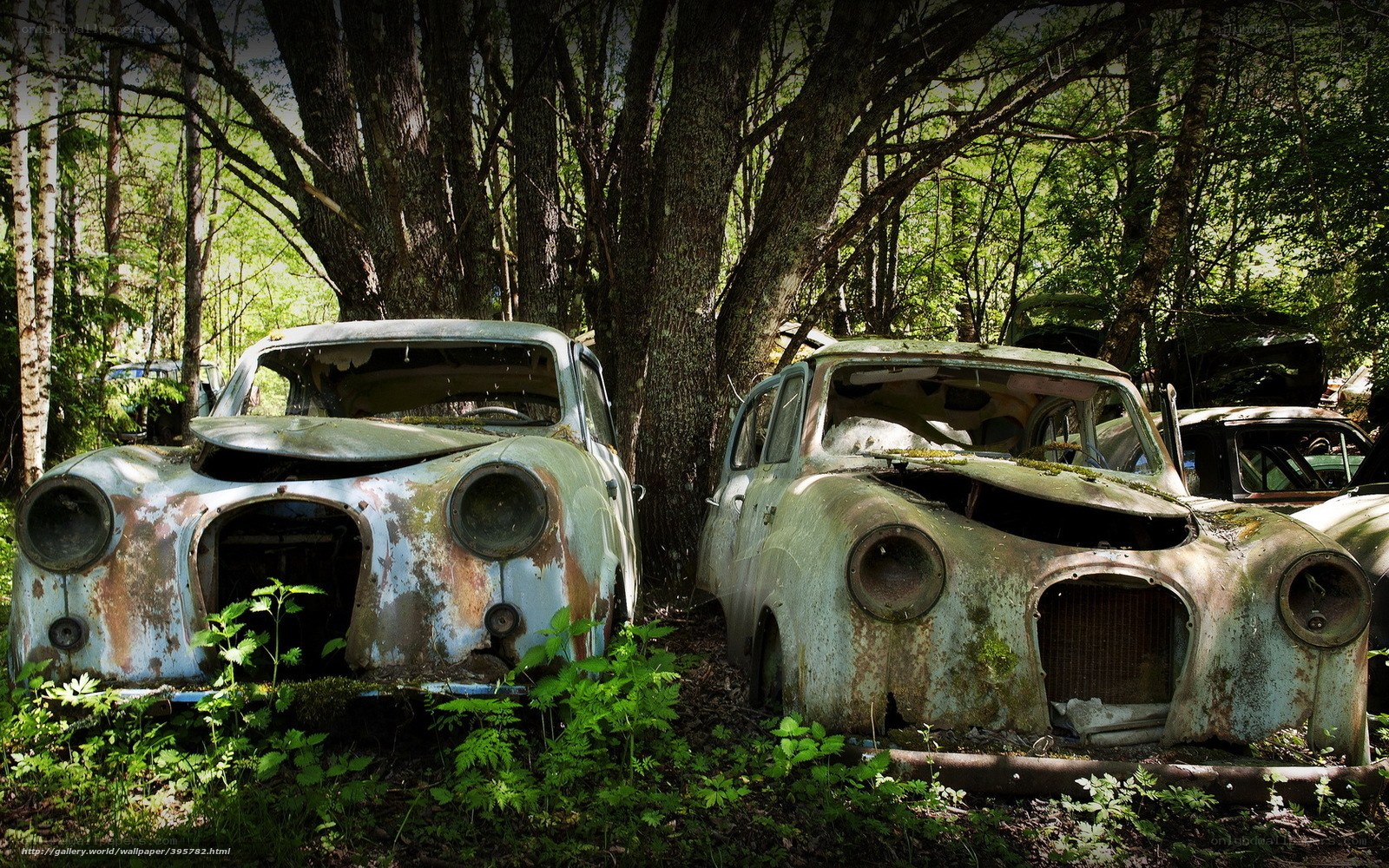 Rusted cars in forest