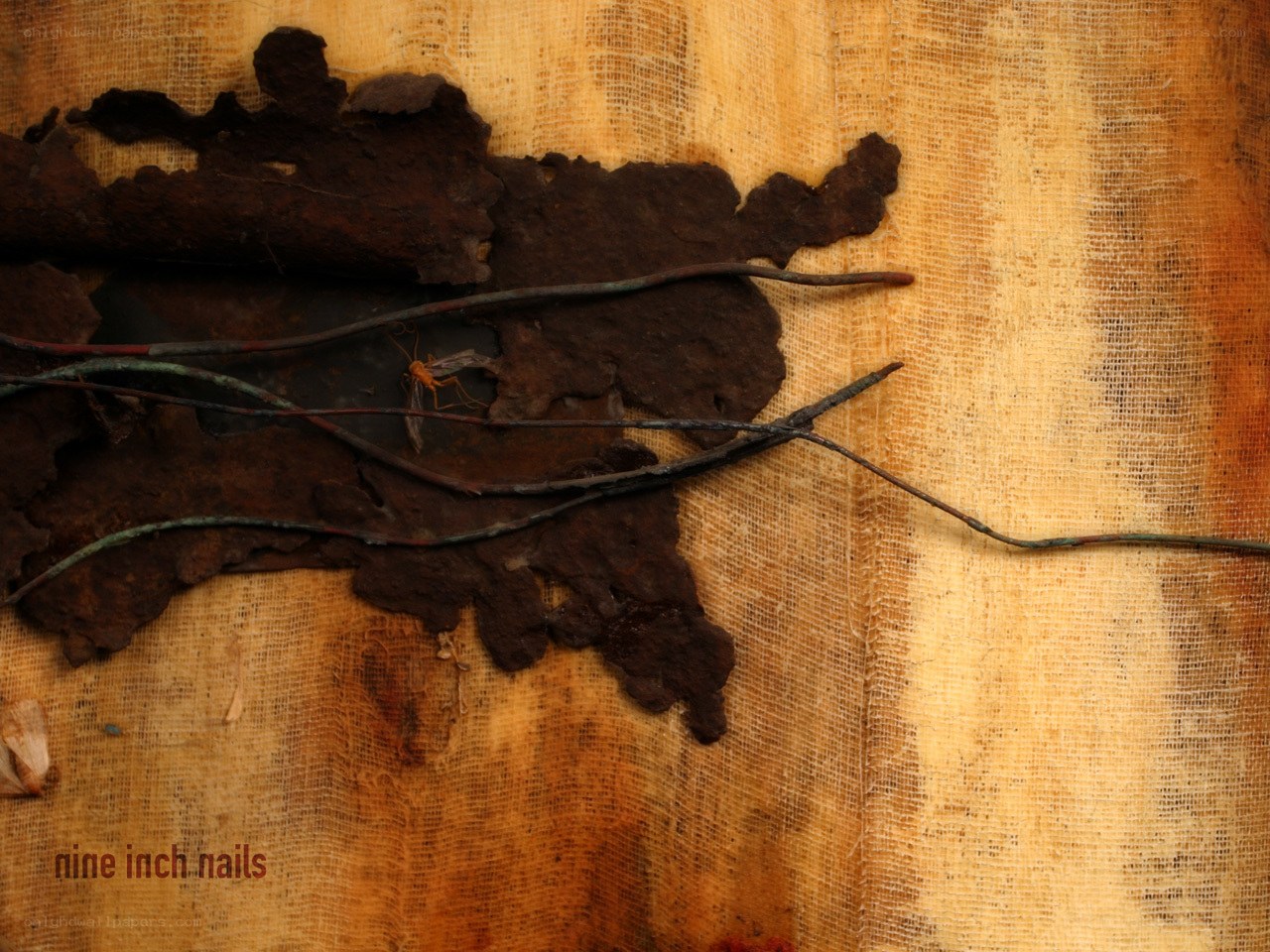 Rusted metal on burlap with insect