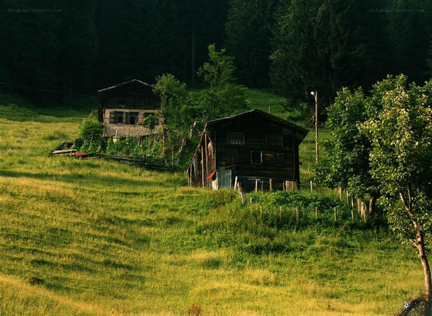 Rustic cabins in a green valley
