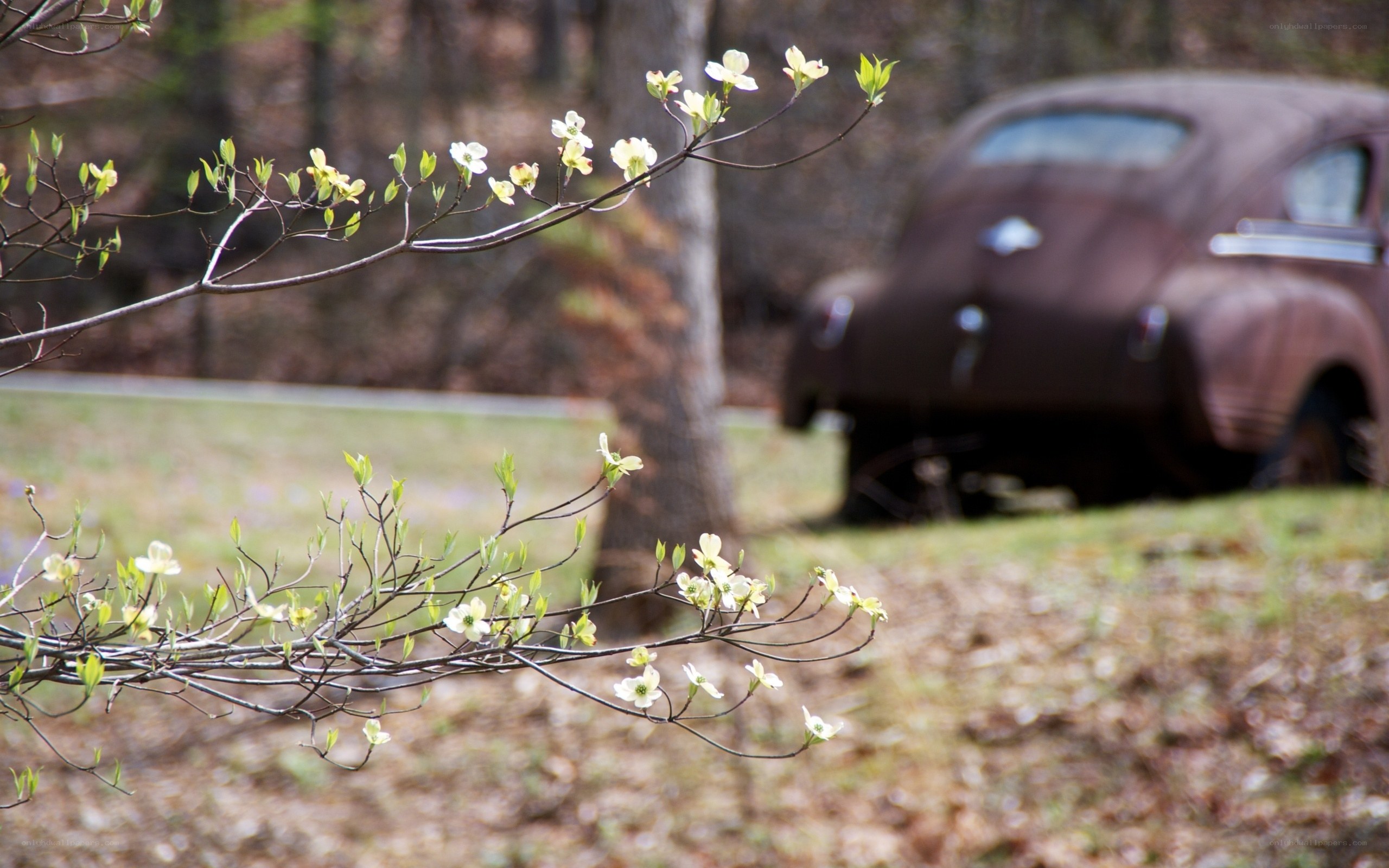 Rustic car with blooming branches