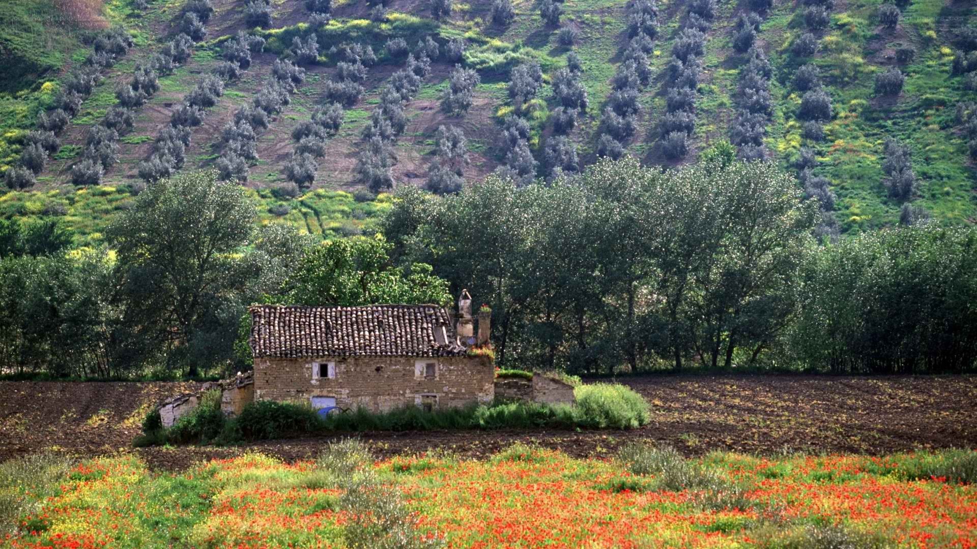 Rustic cottage in a flower field