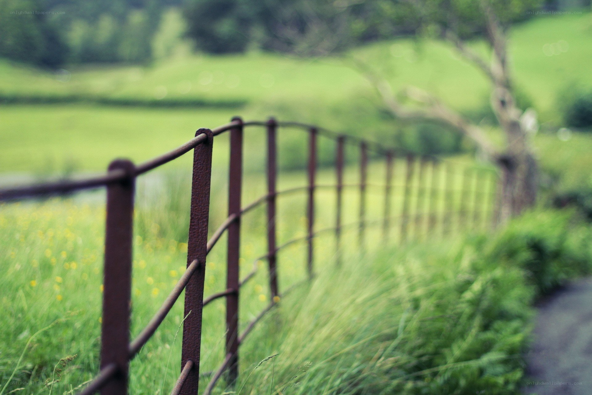Rustic fence in a green field