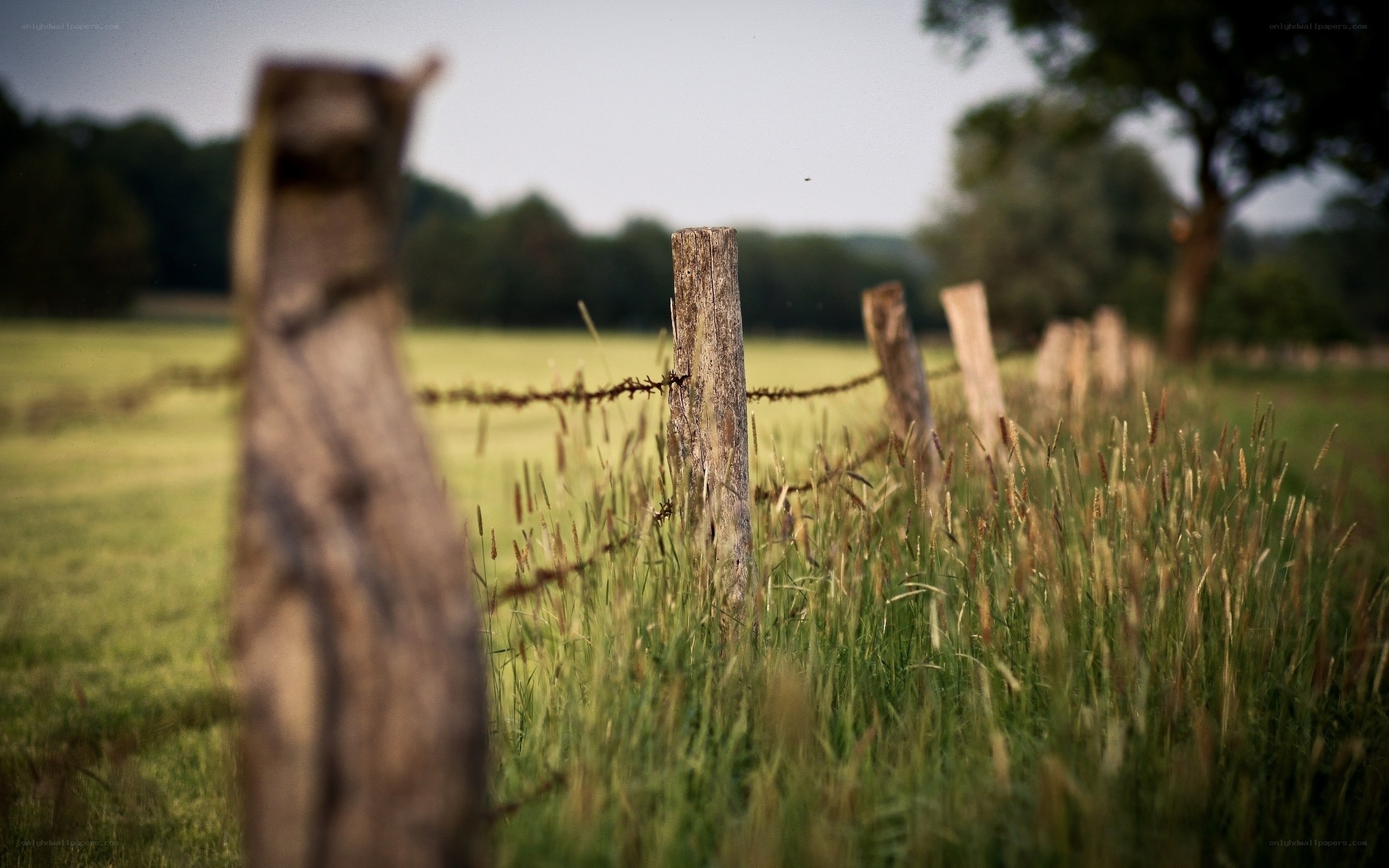 Rustic fence in a green field