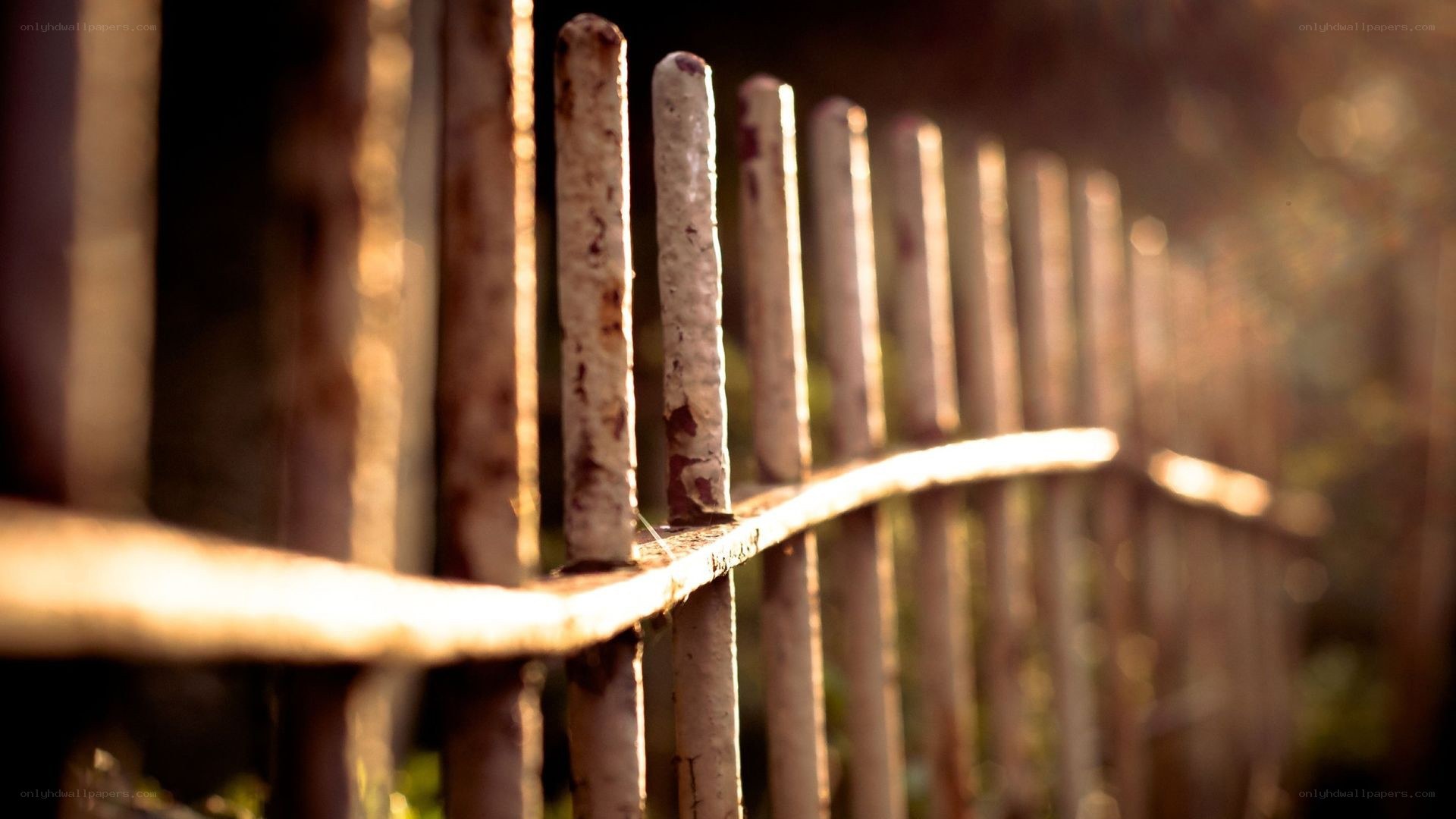 rustic fence in golden light