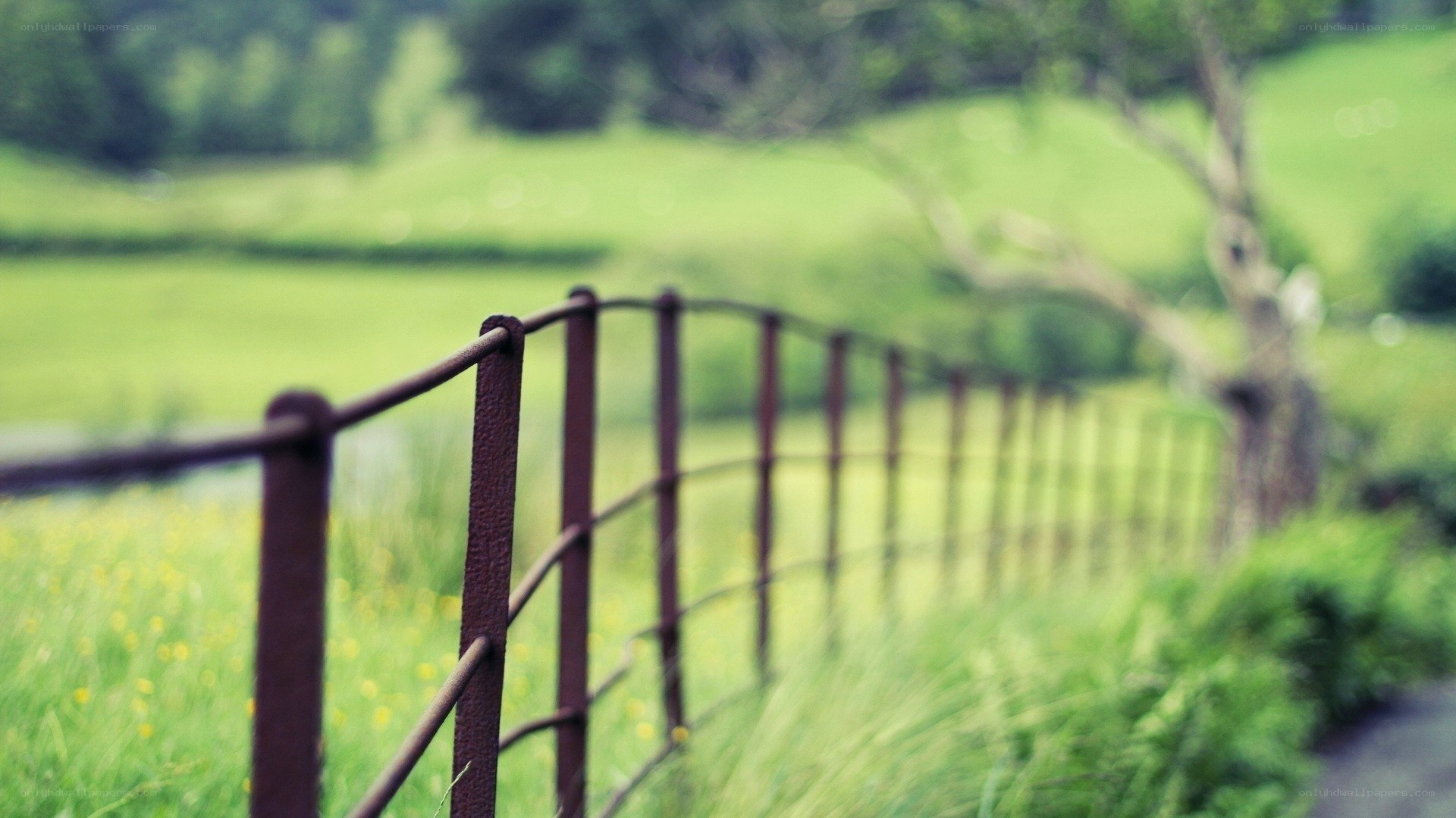 Rustic fence in green field