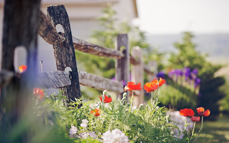 Rustic fence with poppies