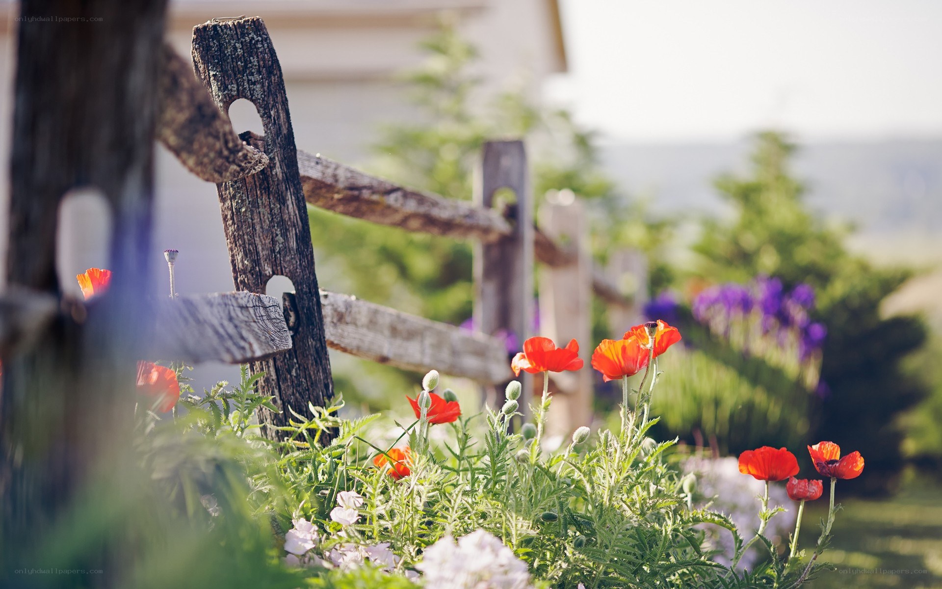 Rustic fence with poppies