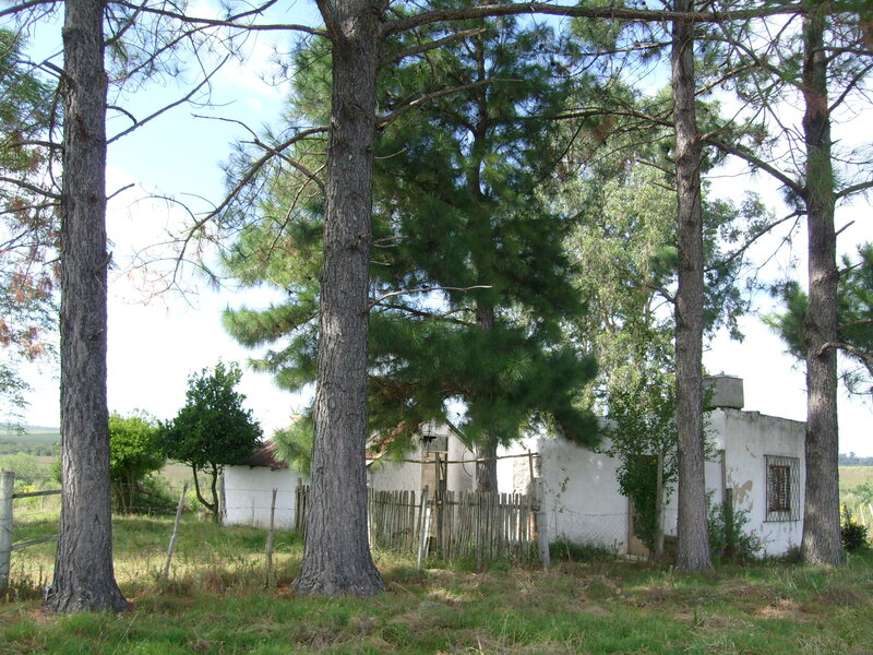 Rustic house among pine trees