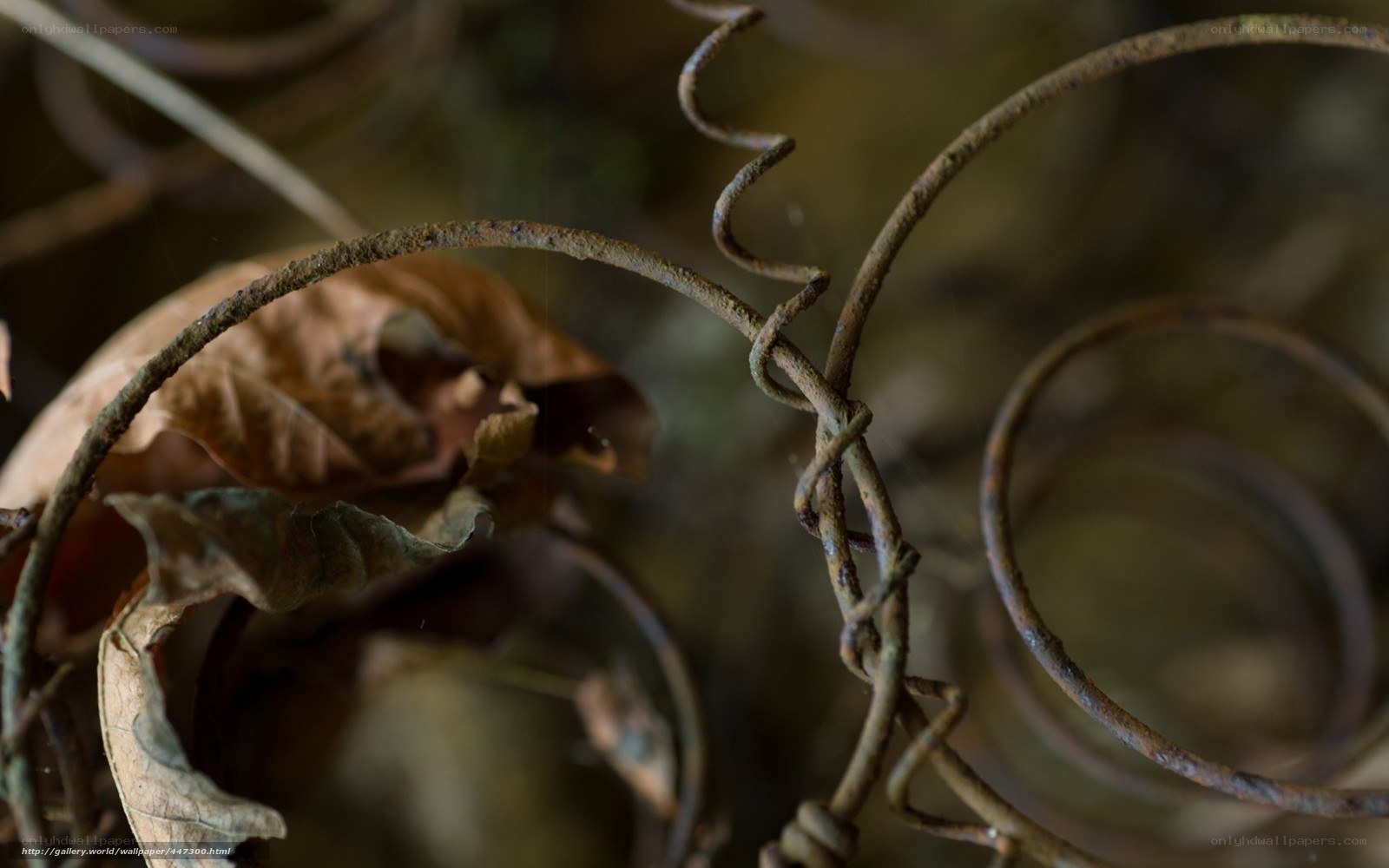Rustic metal coils and dried leaf