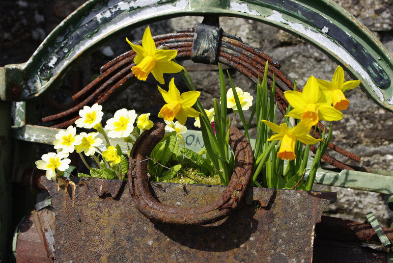 Rustic planter with daffodils