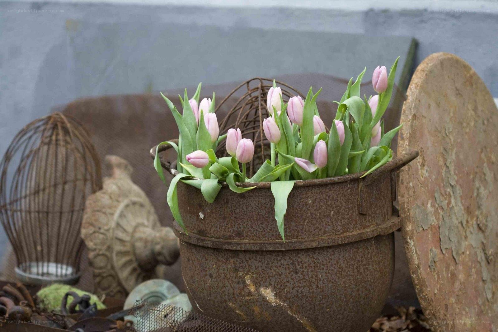 Rustic tulips in a metal bucket