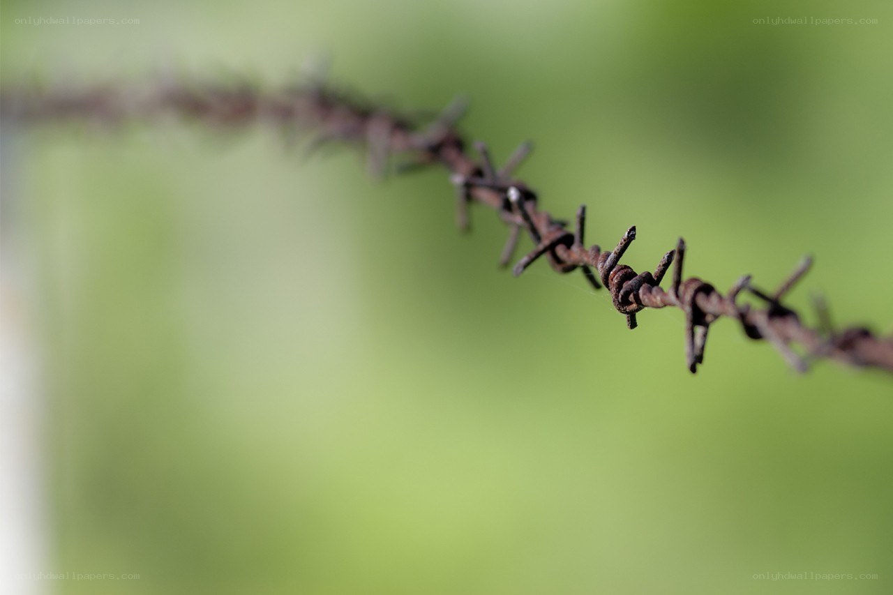 Rusty barbed wire against green