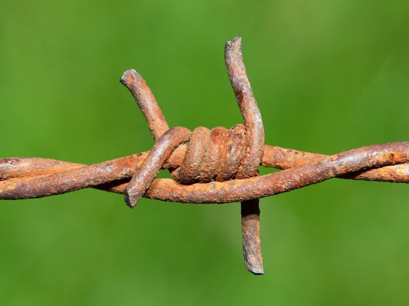 Rusty Barbed Wire — Brown, Neutral, Photograph, Green Background, Green