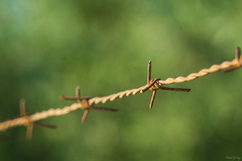 Rusty Barbed Wire — Green, Calm