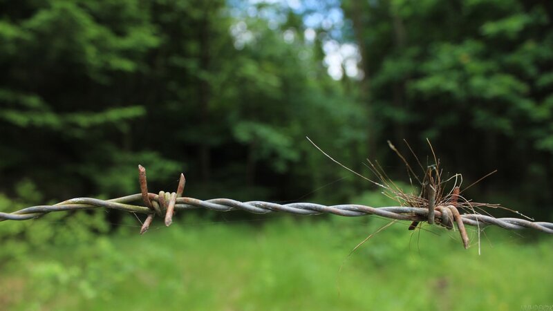 Rusty Barbed Wire — Green, Natural
