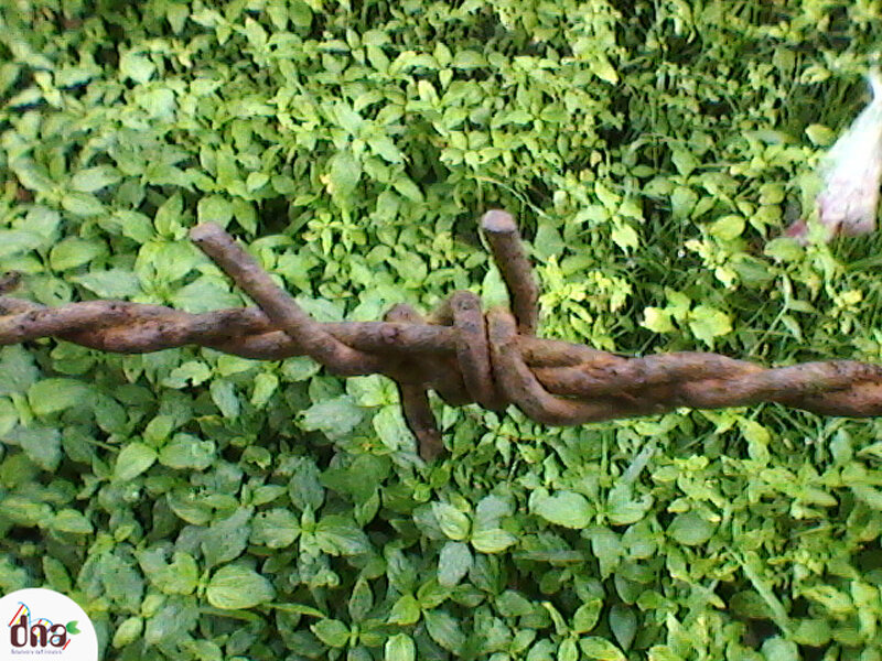 Rusty Barbed Wire — Green