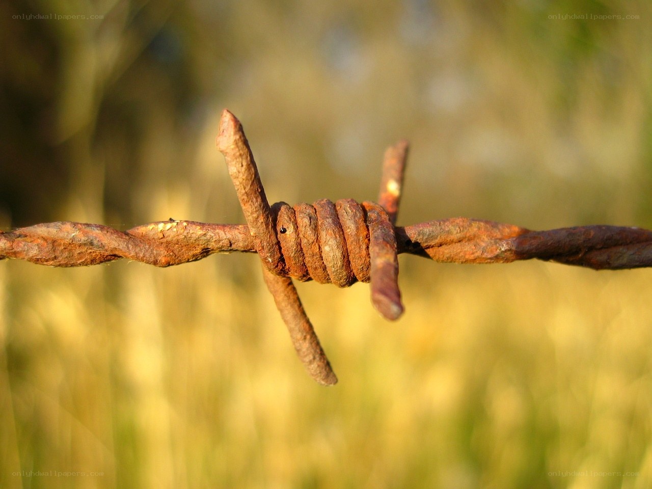 Rusty barbed wire in field