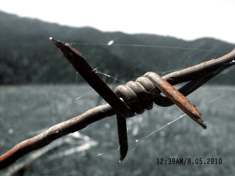 Rusty barbed wire in field