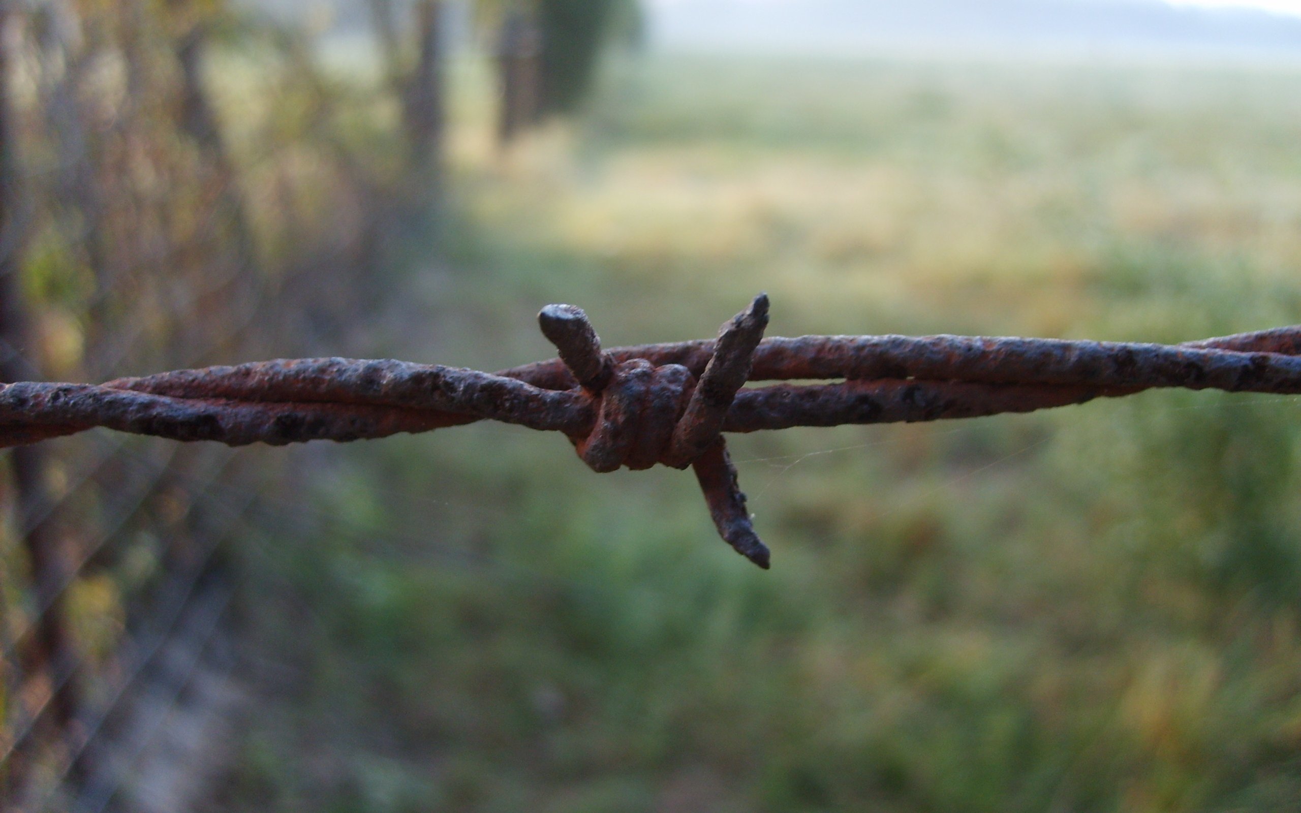 Rusty barbed wire in field