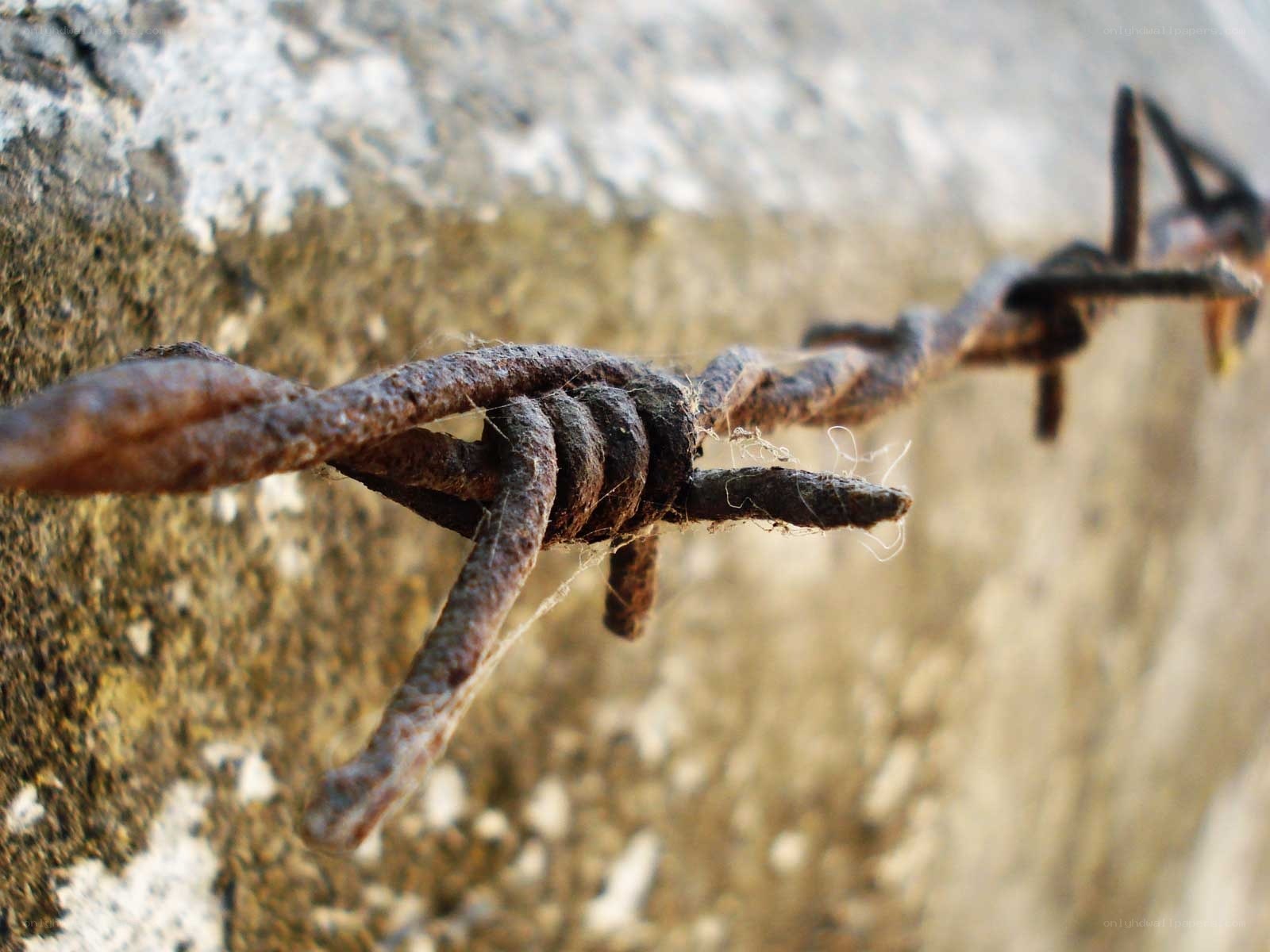 Rusty barbed wire on concrete