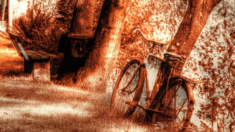 Rusty Bicycle Against Tree — Brown
