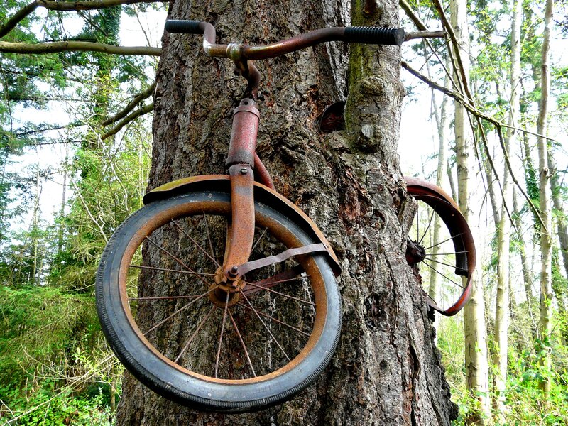 Rusty Bicycle on Tree