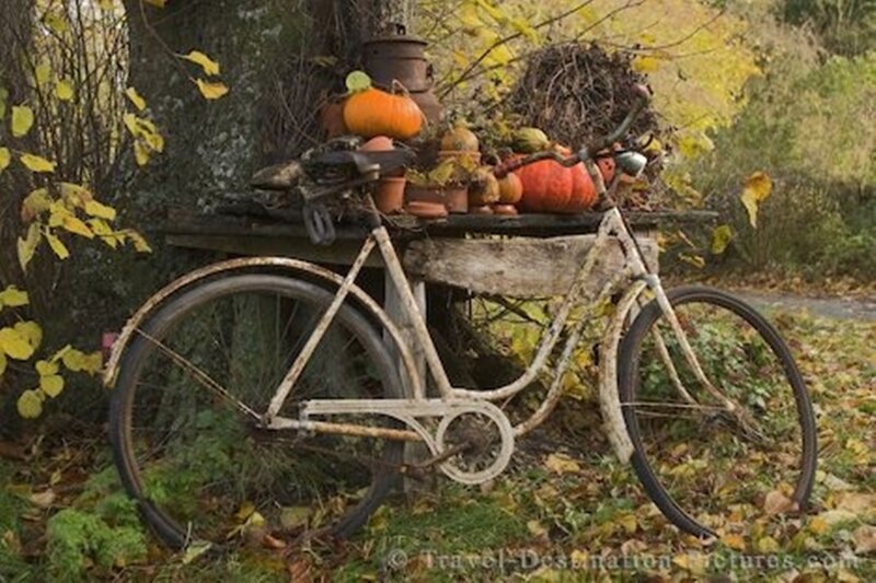 Rusty Bicycle with Pumpkins