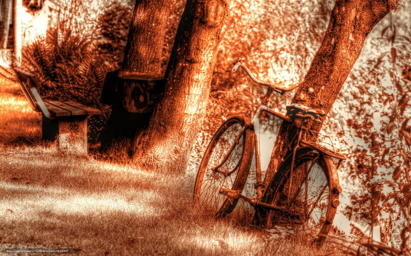 Rusty bike by a tree